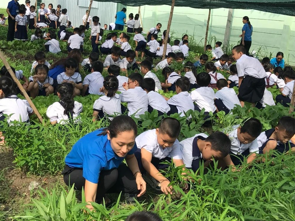 Quang cảnh buổi thu hoạch các loại rau trong vườn